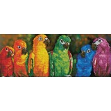 Rainbow Parrots