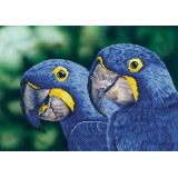 Blue Hyacinth Macaws