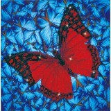 Flutter by Red with Frame