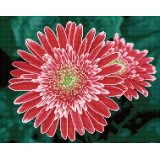 Pink Gerberas