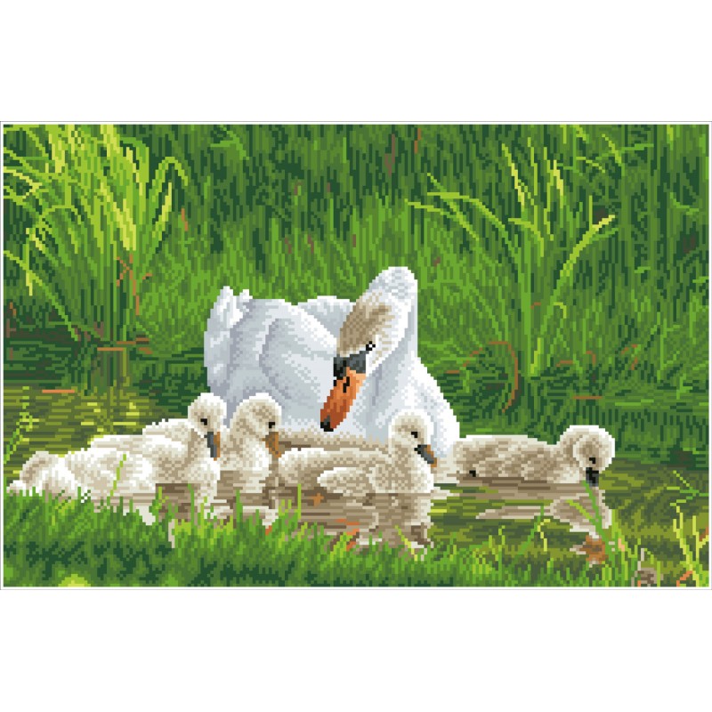 Mother Swan & Signets