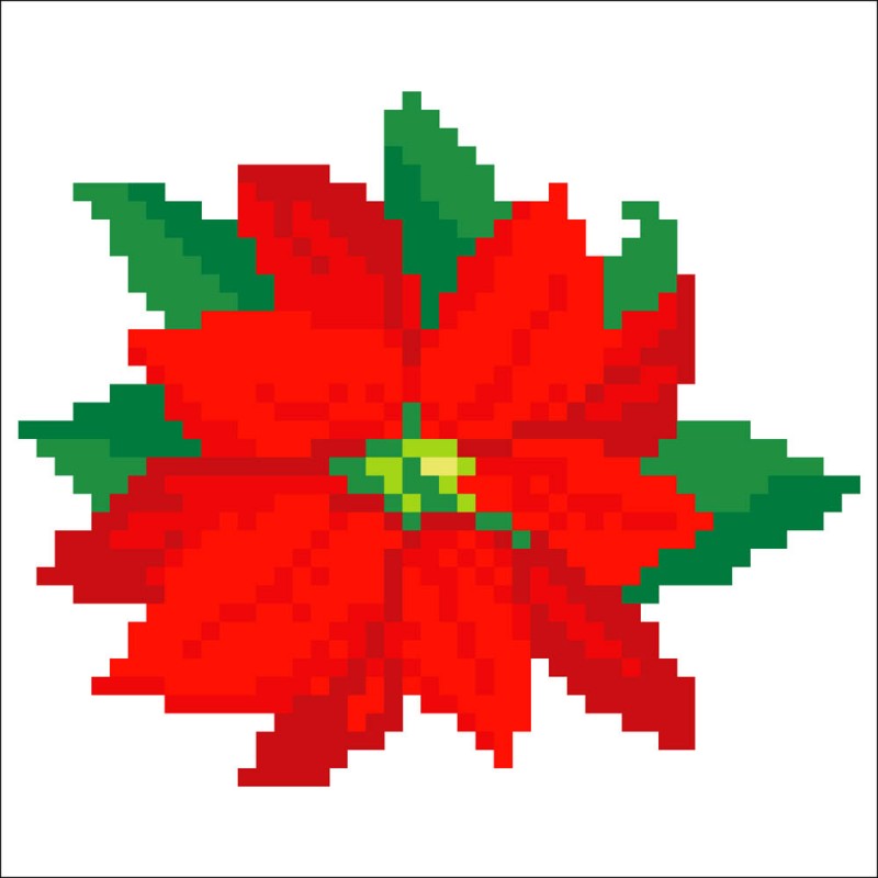 Pointsettia