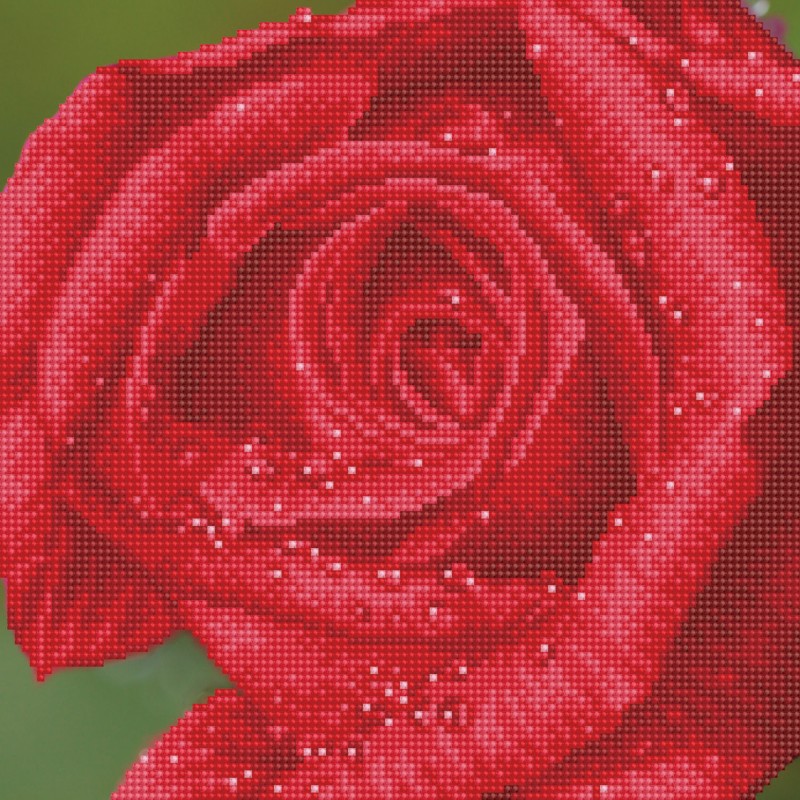 Rose Dew