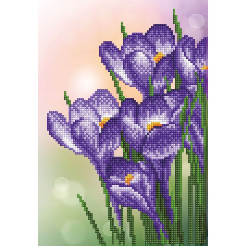 Spring Crocus