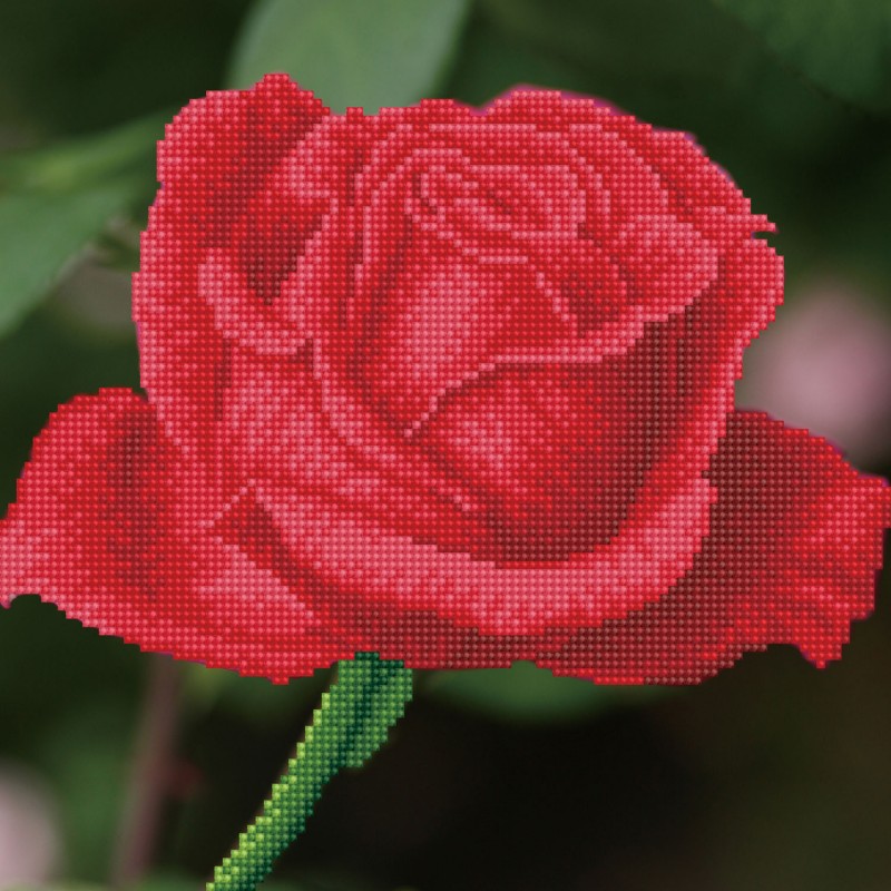 Rose Bud with Frame