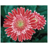 Pink Gerberas  - Pre-Framed Kit